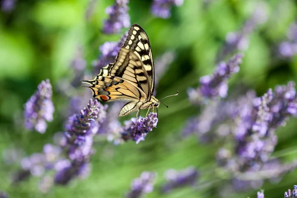 Summer Hot Dance Swallowtail Motyl Pole Lawendy Słoneczny Dzień Obrazek Stockowy