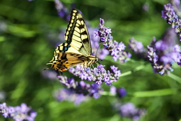 晴れた日のラベンダー畑に蝶アゲハチョウの夏熱いダンス ロイヤリティフリーのストック写真