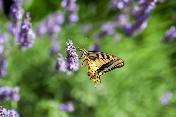 Sommaren Het Dans Fjäril Swallowtail Ett Lavendelfält Soliga Dag Stockbild