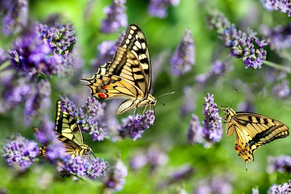 晴れた日のラベンダー畑に蝶アゲハチョウの夏熱いダンス ストック画像