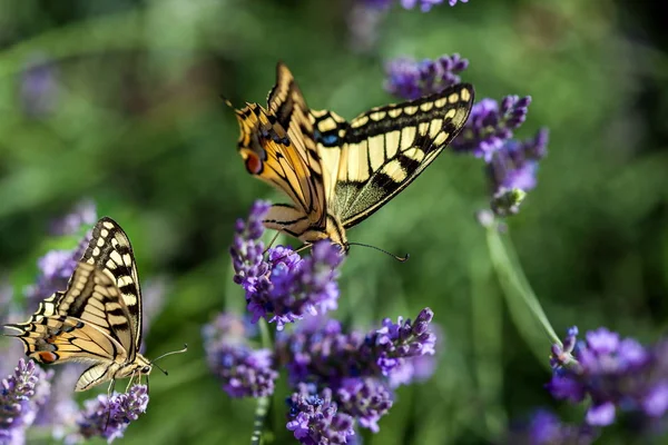 Summer Hot Dance Swallowtail Motyl Pole Lawendy Słoneczny Dzień Zdjęcia Stockowe bez tantiem