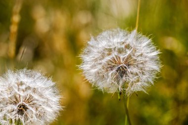 Olgun bir karahindiba ile Sonbahar arka plan