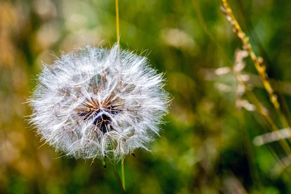 Olgun bir karahindiba ile Sonbahar arka plan
