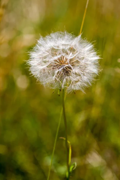 Autumn background with a mature dandelion
