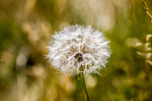 Olgun bir karahindiba ile Sonbahar arka plan