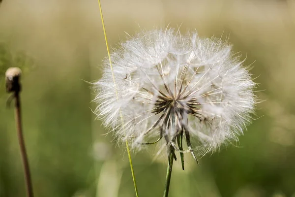 Herbst Hintergrund Mit Einem Reifen Löwenzahn Stockbild