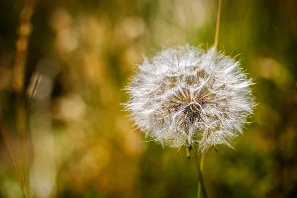 Herbst Hintergrund Mit Einem Reifen Löwenzahn lizenzfreie Stockbilder