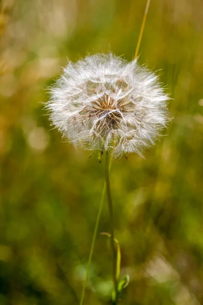 Autumn Background Mature Dandelion Royalty Free Stock Images