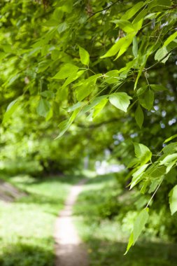Yeşil bir bulanık doğal zemin üzerine bırakır. Bahar Orman. Güzel doğal arka plan.