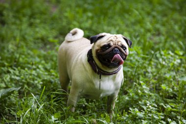 Bir yaz gününde yürüyüşe pug. Açık havada bir köpek portresi