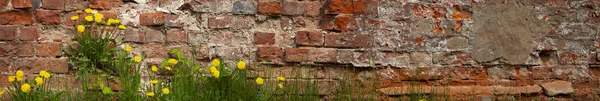 Löwenzahn Auf Dem Hintergrund Einer Alten Ziegelmauer Schöne Frühlingsblumen Der — Stockfoto