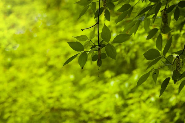 Πράσινα Φύλλα Ένα Θολή Φόντο Φυσικά Ανοιξιάτικο Δάσος Όμορφο Φυσικό — Φωτογραφία Αρχείου