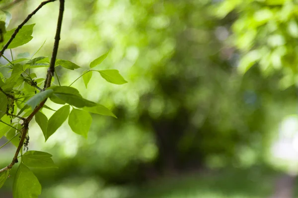 Green leaves on a blurred natural background. Spring forest. Beautiful natural background.
