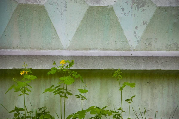 Żółte Kwiaty Podłoże Betonowe Ogrodzenie Piękne Wiosenne Kwiaty Mieście — Zdjęcie stockowe
