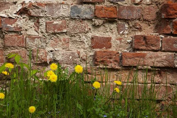 古いレンガの壁の背景にタンポポ 市内の美しい春の花 — ストック写真