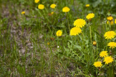 Sarı dandelions yakın çekim. Güzel bahar çiçekleri.