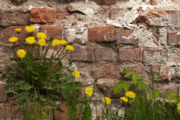 Dientes León Fondo Una Vieja Pared Ladrillo Hermosas Flores Primavera —  Fotos de Stock