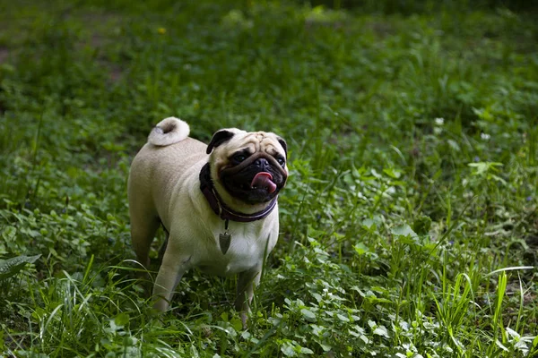 Bir Yaz Gününde Yürüyüşe Pug Açık Havada Bir Köpek Portresi — Stok fotoğraf