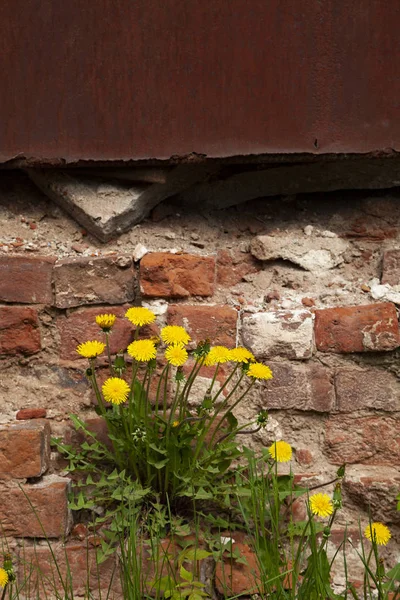 Maskrosor Bakgrunden Gammal Tegelvägg Vackra Vårblommor Staden — Stockfoto