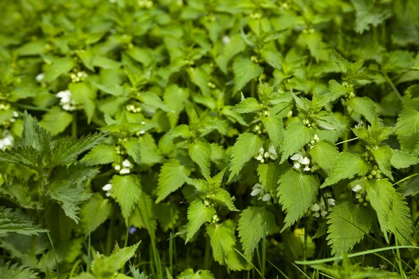 Brennnessel Aus Nächster Nähe Einem Frühlingstag Jungpflanze — Stockfoto