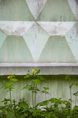 Bir Beton çit zemin üzerine sarı çiçekler. Şehrin güzel bahar çiçekleri.