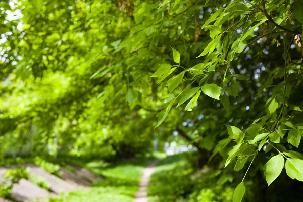 Groene Bladeren Een Onscherpe Natuurlijke Achtergrond Lente Bos Mooie Natuurlijke — Stockfoto