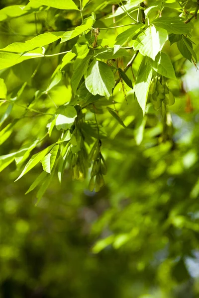 Groene Bladeren Een Onscherpe Natuurlijke Achtergrond Lente Bos Mooie Natuurlijke — Stockfoto