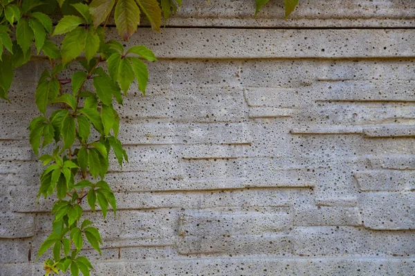 Planten Een Achtergrond Van Een Grijze Stenen Muur Klimop Hek — Stockfoto