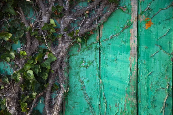 Efeu Auf Einer Grünen Holzwand Großaufnahme — Stockfoto