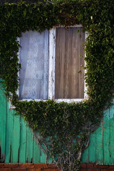 Κισσός Έναν Πράσινο Ξύλινο Τοίχο Και Ένα Παλιό Παράθυρο — Φωτογραφία Αρχείου
