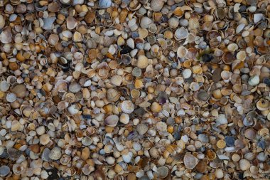 Birçok küçük kabuklar yakın çekim. Doğal arka plan.