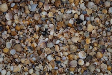 Birçok küçük kabuklar yakın çekim. Doğal arka plan.