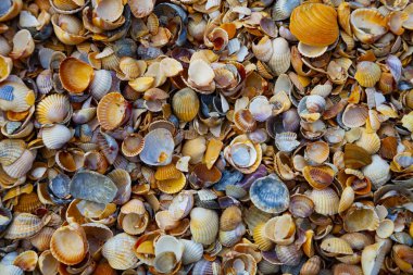 Birçok küçük kabuklar yakın çekim. Doğal arka plan.