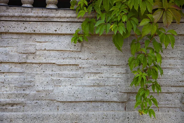 在灰石墙的背景下种植 常春藤在栅栏特写 — 图库照片