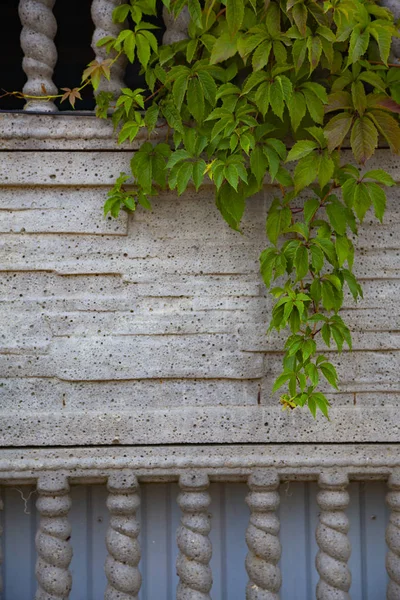 Pflanze Auf Dem Hintergrund Einer Grauen Steinmauer Efeu Zaun Aus — Stockfoto