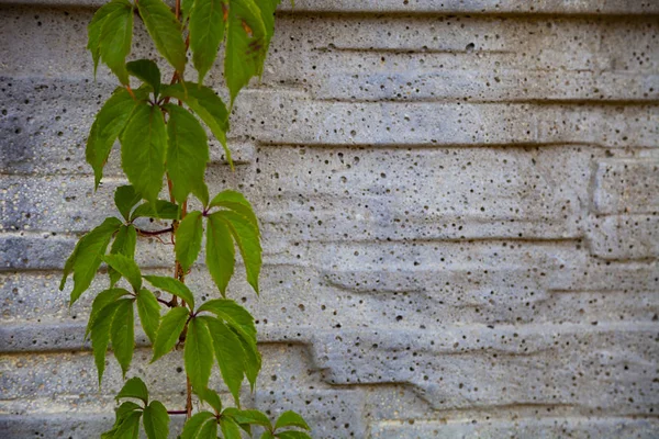 Planta Sobre Fondo Una Pared Piedra Gris Ivy Primer Plano —  Fotos de Stock