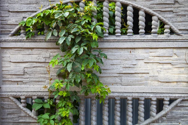 Plantez Sur Fond Mur Pierre Grise Ivy Sur Clôture Gros — Photo