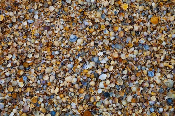 多くの小さな殻のクローズ アップ 自然の背景 — ストック写真