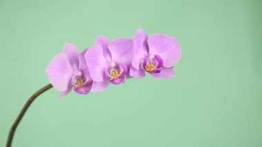 El orkide dokunur. Pembe orkide cins bir yeşil arka plan yakın çekim