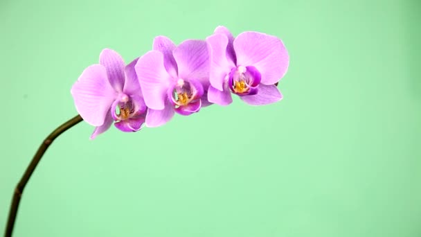 緑の背景のクローズ アップのピンクの蘭 — ストック動画