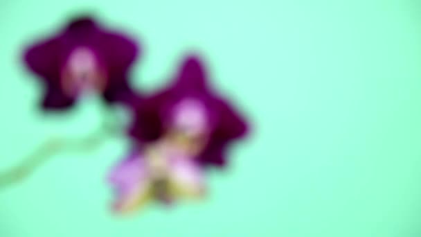 緑の背景のクローズ アップの蘭 — ストック動画