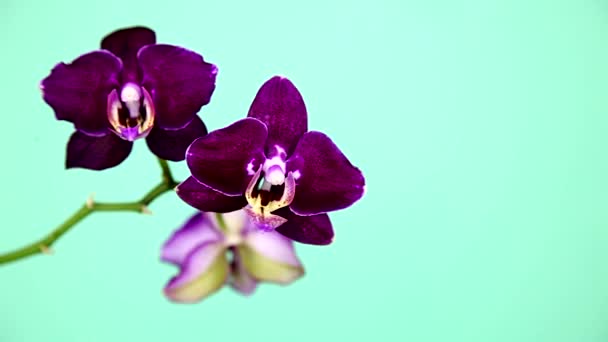 Orchidea Sfondo Verde Primo Piano — Video Stock