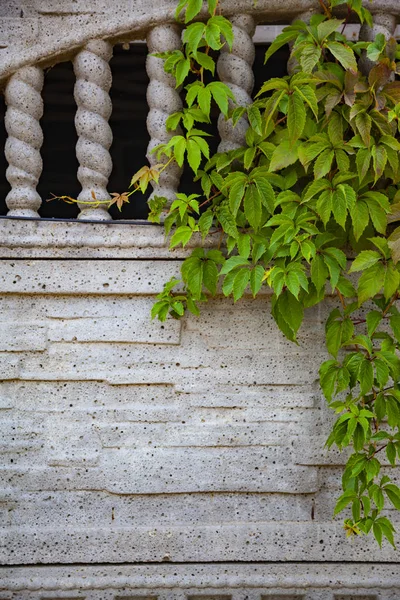 Roślin Tle Szarym Kamiennego Muru Bluszcz Zbliżeniu Ogrodzenia — Zdjęcie stockowe
