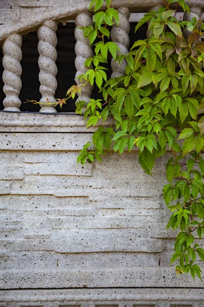 Planta Sobre Fondo Una Pared Piedra Gris Ivy Primer Plano —  Fotos de Stock