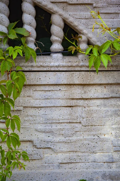 Rostliny Pozadí Šedé Kamenné Zdi Břečťan Plot Detail — Stock fotografie