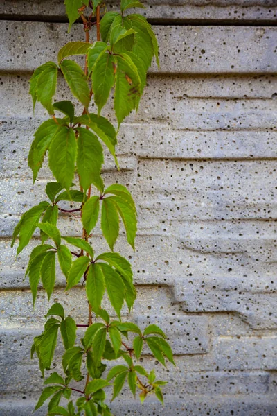 Planta Sobre Fondo Una Pared Piedra Gris Ivy Primer Plano —  Fotos de Stock