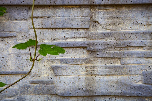 Rostliny Pozadí Šedé Kamenné Zdi Břečťan Plot Detail — Stock fotografie