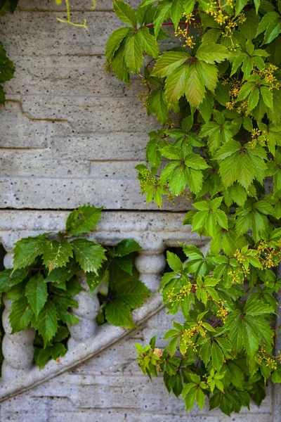 Planta Sobre Fondo Una Pared Piedra Gris Ivy Primer Plano — Foto de Stock