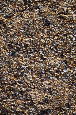 Birçok küçük kabuklar yakın çekim. Doğal arka plan.