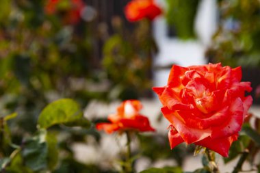Güzel kırmızı gül blooms bir yaz gününde bahçesinde